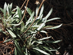 Eriogonum brevicaule