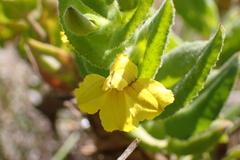 Goodenia amplexans