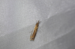 Crambus