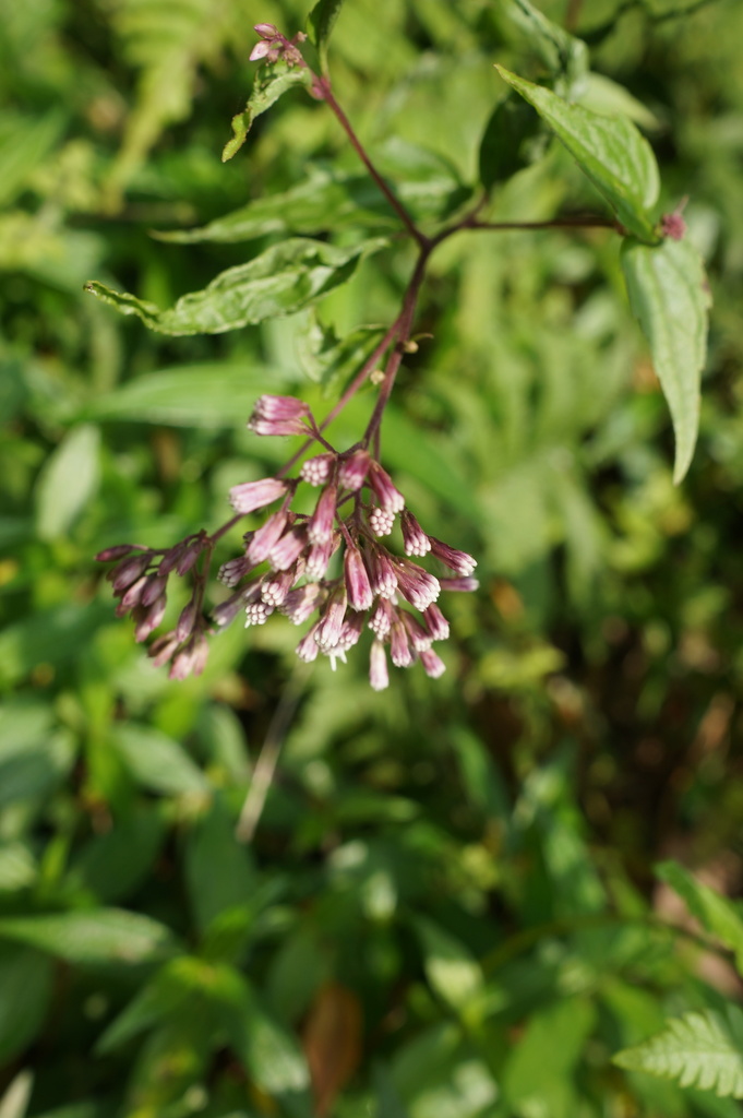 Eupatorium amabile