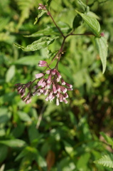 Eupatorium amabile