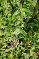 Eupatorium amabile