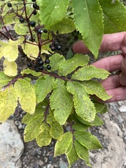 Sambucus racemosa melanocarpa