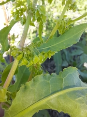Rumex stenophyllus