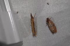 Crambus