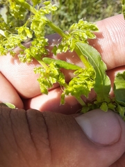 Rumex stenophyllus