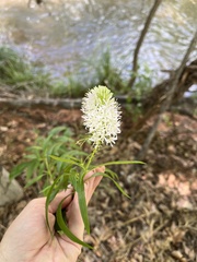 Thelypodium wrightii