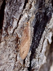 Micromus tasmaniae