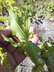 Rumex stenophyllus