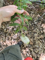 Thelypodium wrightii