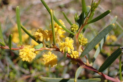 Acacia cupularis