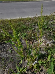 Rumex stenophyllus