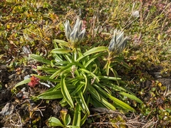 Gentiana algida