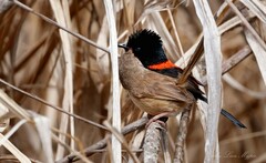 Malurus melanocephalus