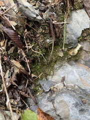 Fissidens bryoides