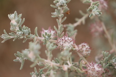 Dissocarpus paradoxus