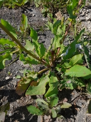 Rumex stenophyllus