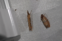 Crambus
