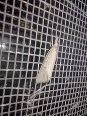 Eoreuma densellus