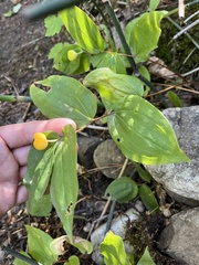 Prosartes trachycarpa