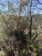 Pinus sabiniana