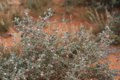 Dissocarpus paradoxus