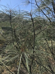 Pinus sabiniana