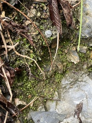 Fissidens bryoides