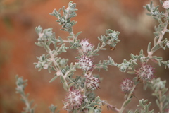 Dissocarpus paradoxus