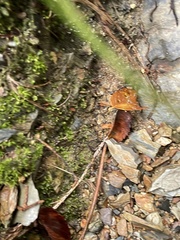 Fissidens bryoides