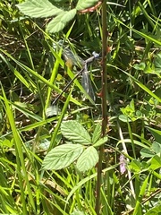 Archilestes californicus
