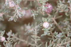 Dissocarpus paradoxus