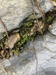 Fissidens bryoides