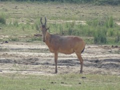 Alcelaphus buselaphus lelwel