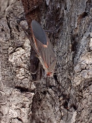 Leptocoris mitellatus