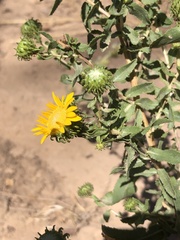 Grindelia squarrosa