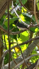 Myiagra rubecula