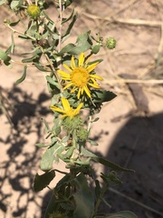 Grindelia squarrosa