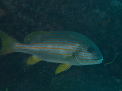 Plectorhinchus chrysotaenia