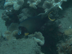 Acanthurus pyroferus