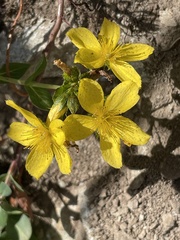 Hypericum richeri