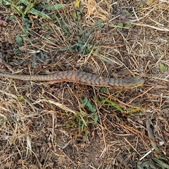 Elgaria multicarinata