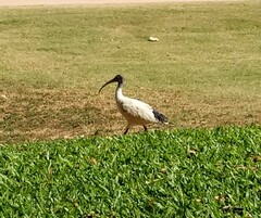 Threskiornis molucca