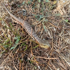 Elgaria multicarinata