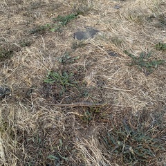 Elgaria multicarinata