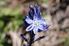 Caesia calliantha