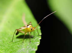Adelphocoris fasciaticollis