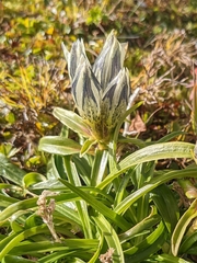 Gentiana algida