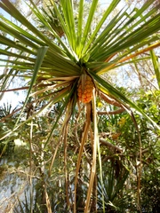 Pandanus