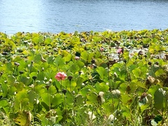 Nelumbo nucifera
